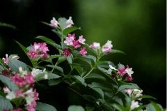 海仙花和锦带花的区别?知道这些让你分辩海仙花