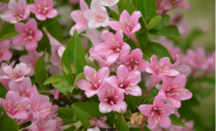 海仙花繁殖方法?学会这些轻轻松松繁殖海仙花