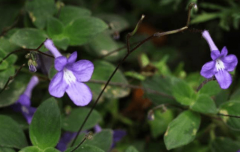 海豚花怎么养？怎么才能让你的海豚花更漂亮？