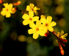 迎春花花语是什么？迎春花花语及传说介绍！