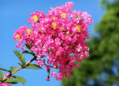 紫薇花花语是什么？紫薇花花语及传说介绍！