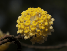 结香花树的功效与作用是什么?原来结香花树还有