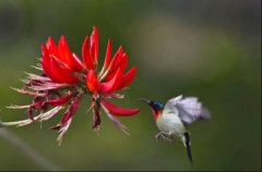 龙牙花秋天落叶吗？带你了解红如火焰的阿根廷