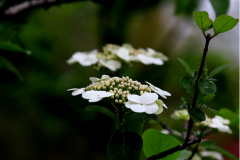 琼花的花可以泡茶吗?带你了解琼花的花真正意义