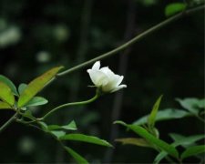 荼蘼花的花语是什么?荼蘼花花语介绍!