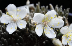 白花韧锦怎么浇水？你的白花韧锦浇水的方式正