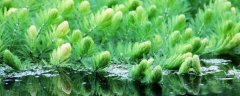 水生植物怎么养