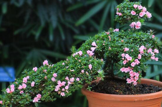 什么时候给花浇水最好，早晨浇花最适合