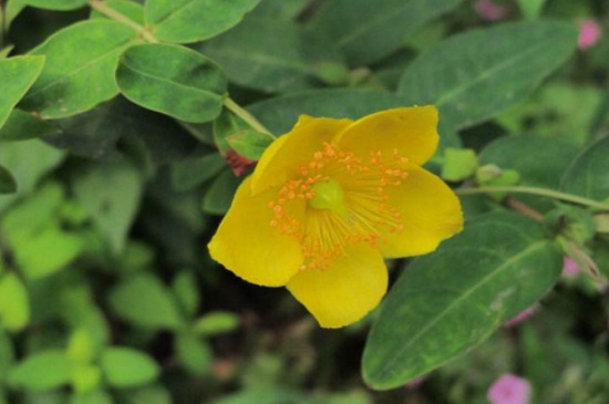 金丝梅什么时候开花，夏季6～7月份盛开