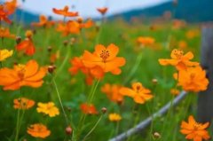 硫华菊和花菱草有什么区别，4大外形特征