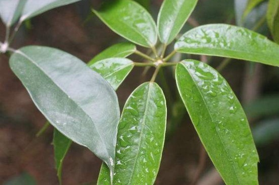 七叶莲叶子出油怎么办，遭受虫害需药剂喷杀