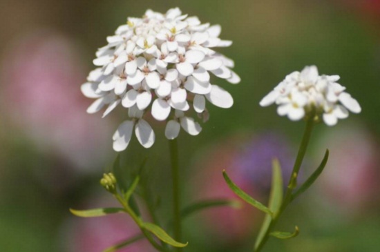 屈曲花什么时候开花，春末5月份开花