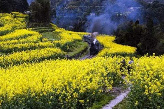 油菜花寓意