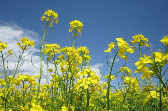 油菜花寓意