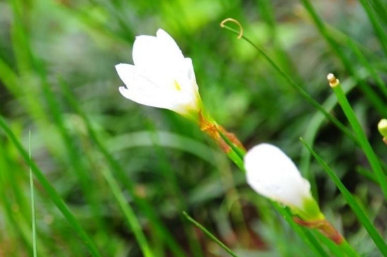 花蔫了怎么办