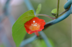 橙红茑萝的花语是什么?小小的橙红茑萝花