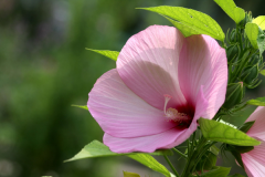 芙蓉葵是什么呢？