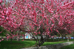 榆叶梅苗几年开花?要想榆叶梅早开花，细