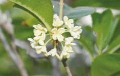 夏季植物压条正好，桂花为例简单四招学