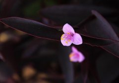 能否在房间内养植紫鸭趾草，无毒性能在