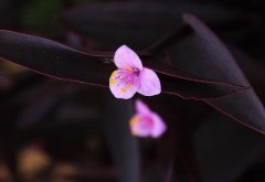 紫鸭趾草如何养，紫鸭趾草的养植方式和