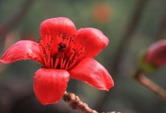 如何养植红棉花树，常见的种植方式和打