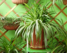 净化空气最佳的植物吊兰，吸收甲醛能力
