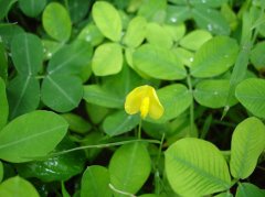 植物蔓花生高清图片赏析