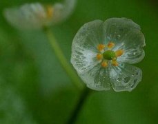 日常怎么养植植物山荷叶，自然界中喜欢