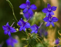 怎么种植蓝雀花，平时养花过程中有什么