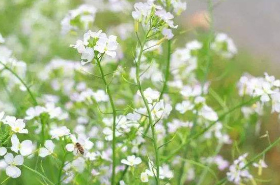 油菜花有白色的吗