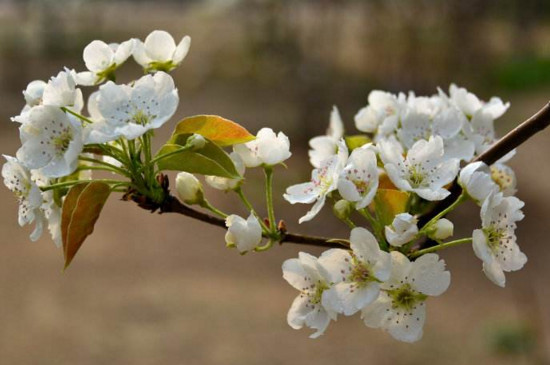 4月份的花