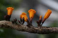  花友钟爱的火烧花除了极大的观赏性，还