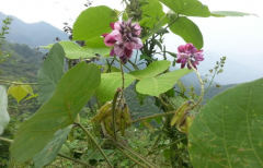 同株不同命葛花与葛根相比，它们到底差