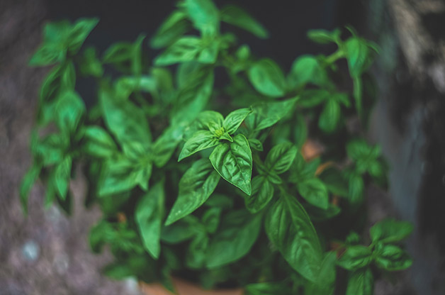 basil-plant-markus-spiske-unsplash.jpg