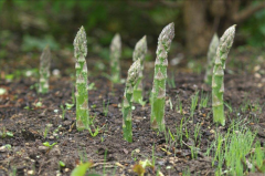 芦笋可以抗癌？芦笋怎么做好吃？