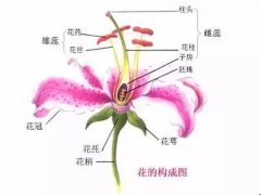 一朵花包括哪些部分，什么是完整花，什