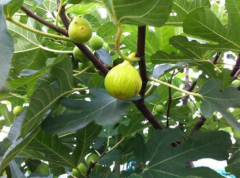 无花果开花吗？食用无花果竟有这么多功