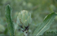 洋蓟茶可以减肥吗？这种保健茶除了减肥