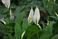 白鹤芋和白掌是一种植物吗？教你怎样在