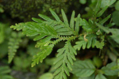 还魂草是哪种植物？还魂草怎么养？还魂