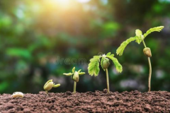 植物生长周期介绍：植物生长周期有几个