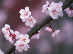 梅花香自苦寒来！梅花有哪些象征意义呢