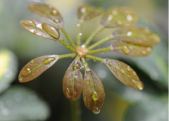 办公室喜阳耐阴的植物有哪些?办公室植物