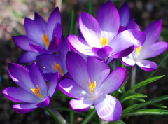 西红花与红花不是同一种植物吗?西红花与