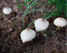 草菇怎么种植?种草菇难吗?教你自己种出