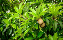 盆栽人心果的种植方法?家庭养殖人心果方