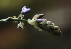 葛花怎么保存?教你葛花简单又有用的保存