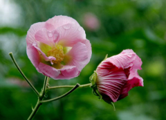 不清楚芙蓉花应该如何繁殖？原来繁殖芙