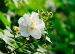 不知道芙蓉花什么季节开花？快速了解芙